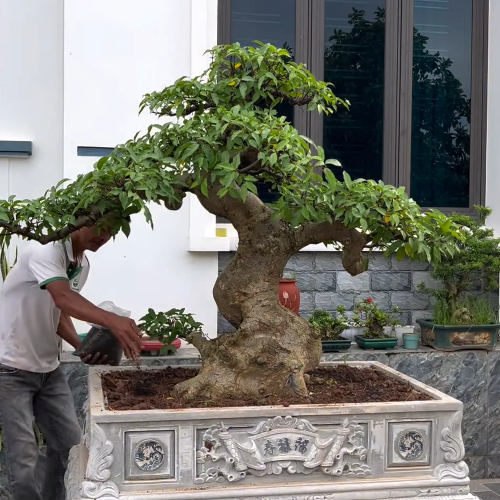 Hình ảnh 1