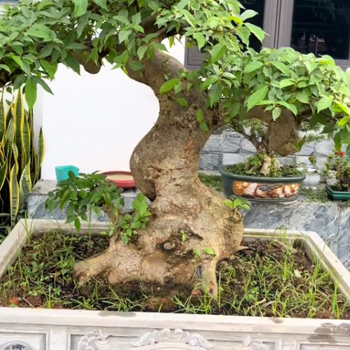 Hình ảnh 2
