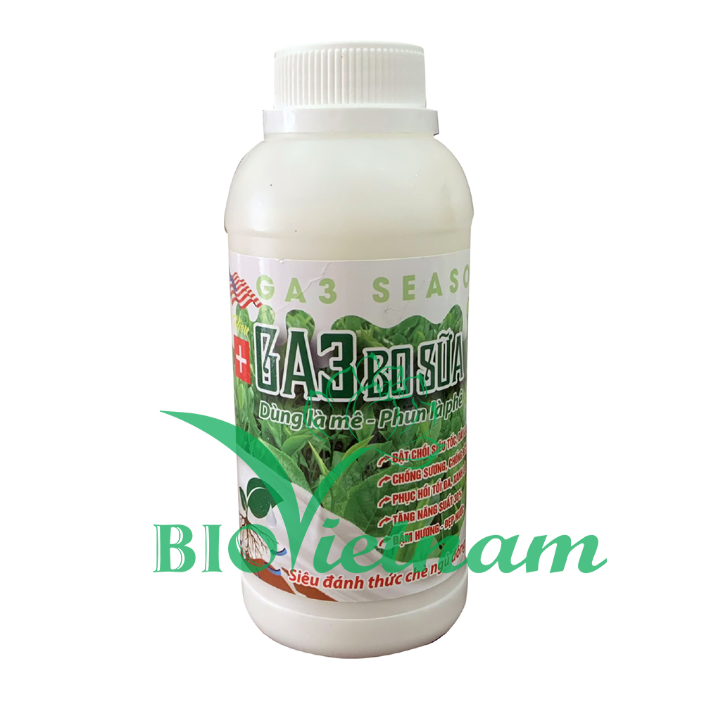 GA3 Bo Sữa 500ml – Siêu Đánh Thức Chè Đông