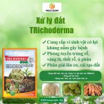 Trichoderma NT – Chế Phẩm Vi Sinh Vật Phân Giải Xenlulo