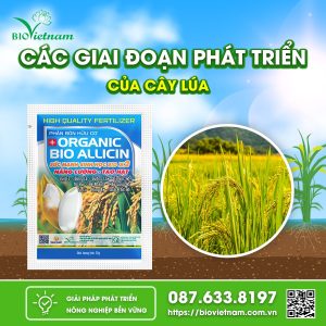 Các Giai Đoạn Phát Triển Của Cây Lúa Hé Lộ Bí Mật Không Ngờ Tới