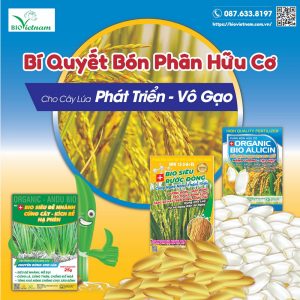 Bí Quyết Bón Phân Hữu Cơ Cho Cây Lúa Phát Triển – Vô Gạo