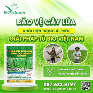 Bảo Vệ Cây Lúa Khỏi Hiện Tượng Xì Phèn – Giải Pháp Từ Bio Việt Nam