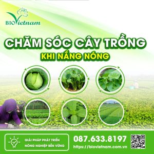 Chăm Sóc Cây Trồng Mùa Nắng Nóng