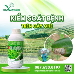 Kiểm Soát Bệnh Ở Cây Chè