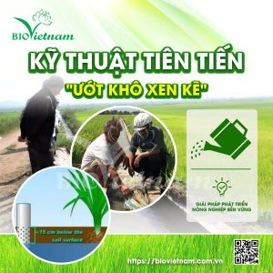 Kỹ Thuật Tiên Tiến “Ướt Khô Xen Kẽ”