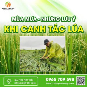 Những lưu ý khi canh tác lúa mùa mưa