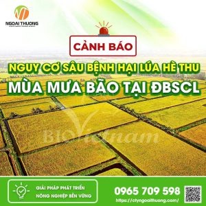 Cảnh báo nguy cơ sâu bệnh hại lúa hè thu mùa mưa bão tại ĐBSCL