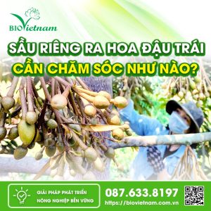 Sầu Riêng Ra Hoa Đậu Trái Cần Chăm Sóc Như Thế Nào? (P.2)